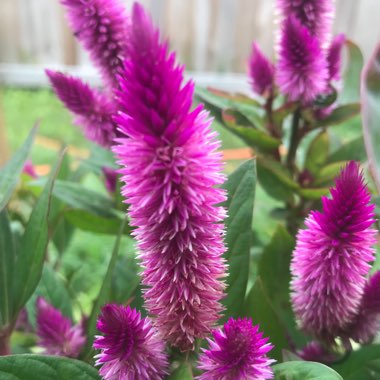 Celosia argentea (Spicata Group) 'Spiky Purple'