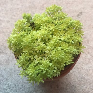 Sedum japonicum 'Tokyo Sun'