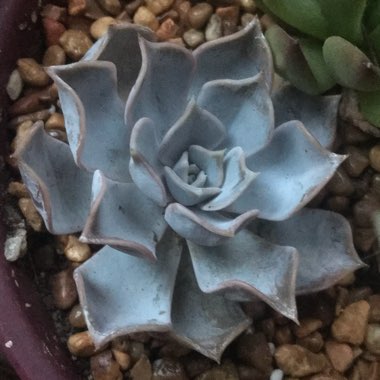 Echeveria Lilacina