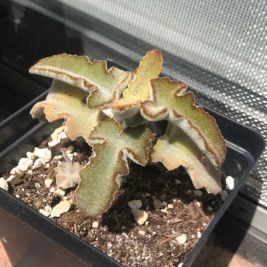 Kalanchoe Beharensis