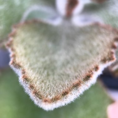 Kalanchoe Beharensis Fang