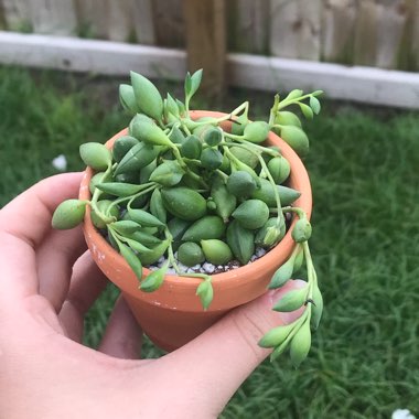 Senecio Hybrid