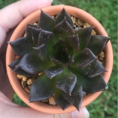 Echeveria Black Prince