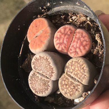 Lithops