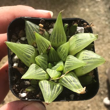 Haworthia Turgida