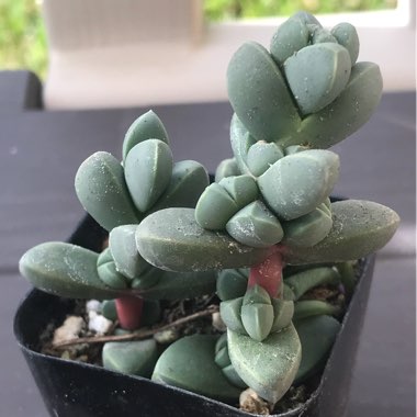 Corpuscularia lehmannii syn. Delosperma lehmannii