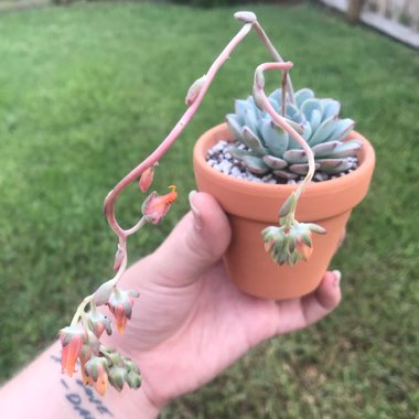 Echeveria Minima