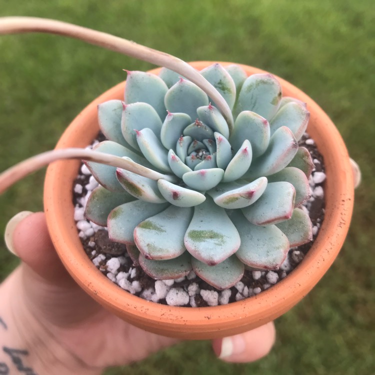 Plant image Echeveria Minima