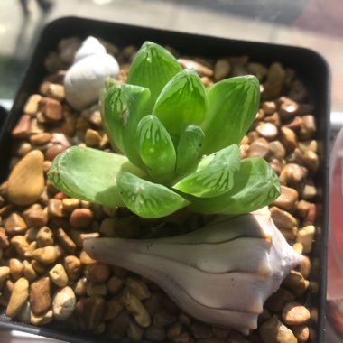 Haworthia Cymbiformis