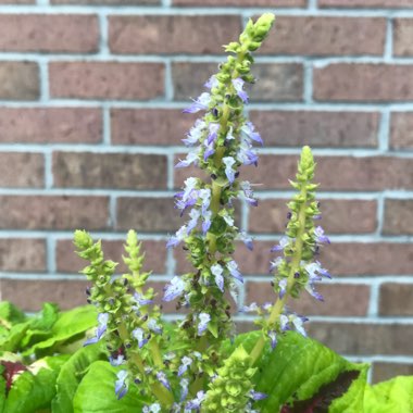 Solenostemon scutellarioides  syn. Plectranthus scutellarioides, Coleus scutellarioides, Coleus blumei