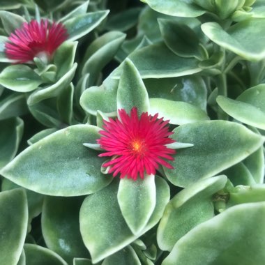 Aptenia cordifolia Variegata