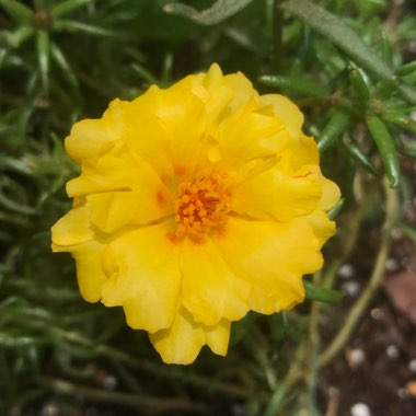 Portulaca grandiflora