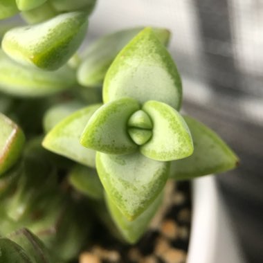 Crassula Tom Thumb