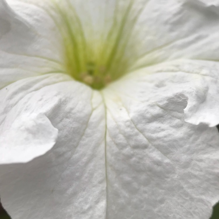 Plant image Petunia 'Revolution White' (Surfinia Series) syn. Petunia 'White'