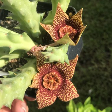 Orbea variegata