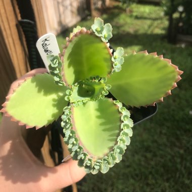 Kalanchoe laetivirens