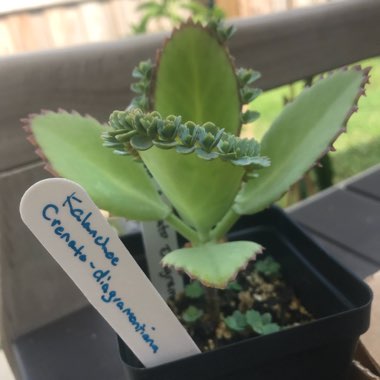 Kalanchoe laetivirens