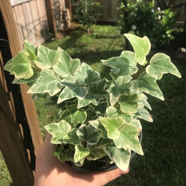 Hedera helix 'Glacier'