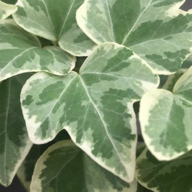 Hedera helix 'Glacier'