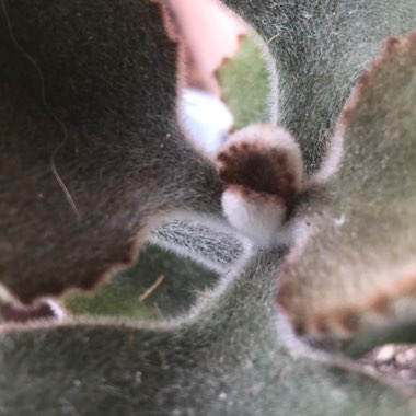 Kalanchoe Beharensis Fang