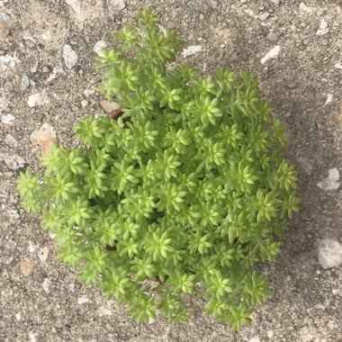 Sedum japonicum 'Tokyo Sun'