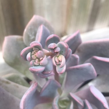 xGraptoveria Debbi