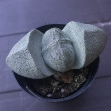 Pleiospilos nelii