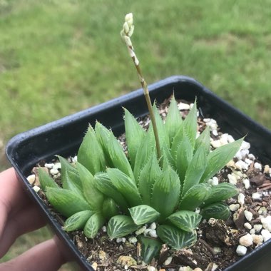 Haworthia cooperi Var. 'Cooperi'