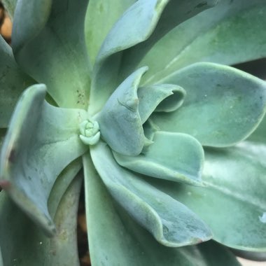 Echeveria Blue Prince