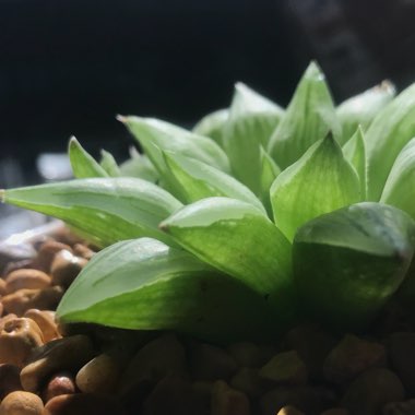 Haworthia Turgida