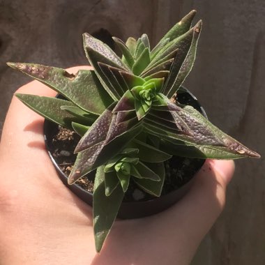 Crassula capitella subsp. thyrisflora 'Red Pagoda'