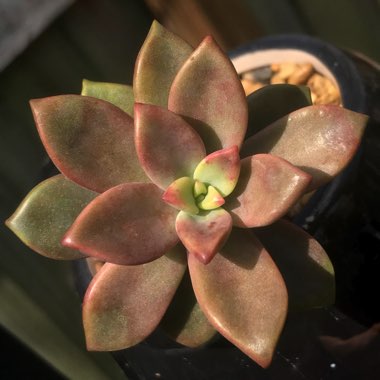 x Graptosedum Bronze