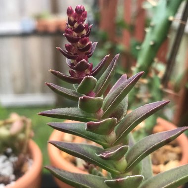 Crassula capitella subsp. thyrisflora 'Red Pagoda'