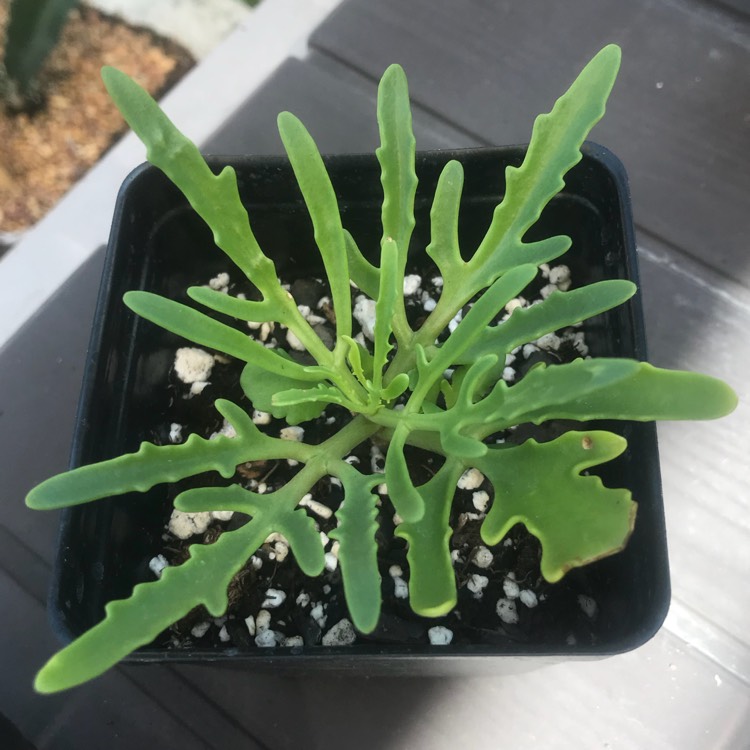 Plant image Kalanchoe Laciniata