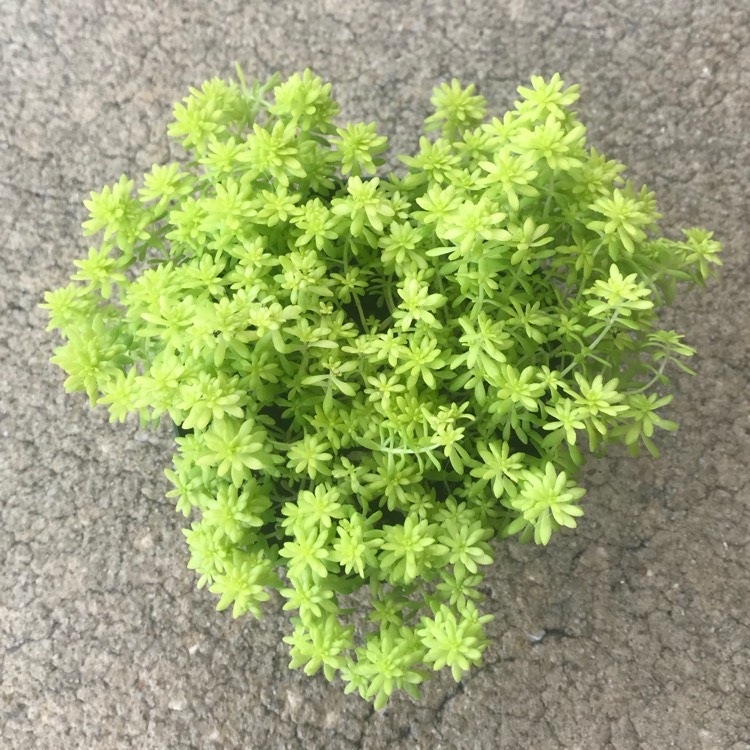 Plant image Sedum japonicum 'Tokyo Sun'