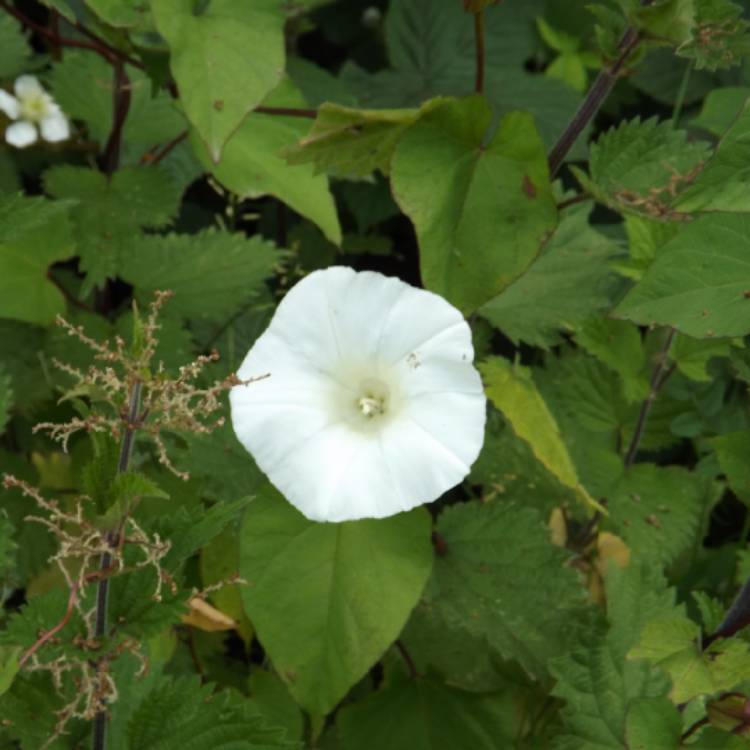 Plant image Calystegia sepium