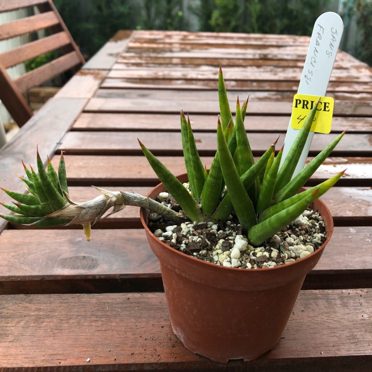 Plant image Sansevieria francisii variegated