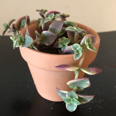 Crassula Pellucida subsp. Marginalis