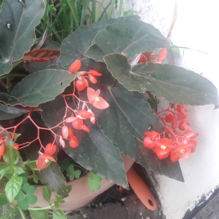 Plant image Begonia (Cane Stemmed)