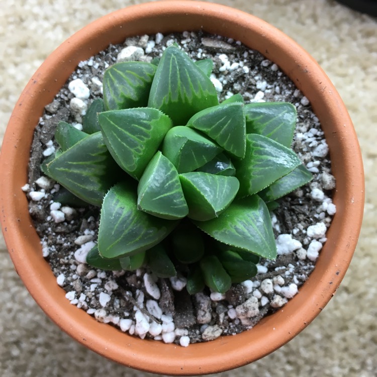 Plant image Haworthia mirabilis