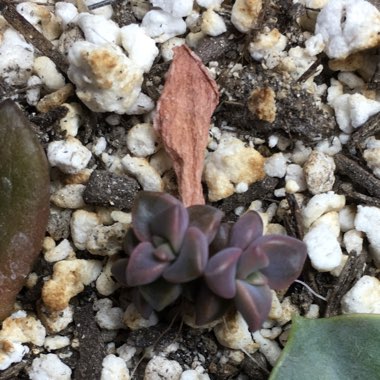 x Graptosedum Bronze