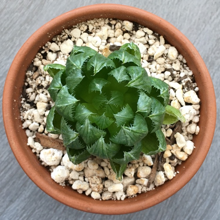 Plant image Haworthia cooperi Var. 'Cooperi'