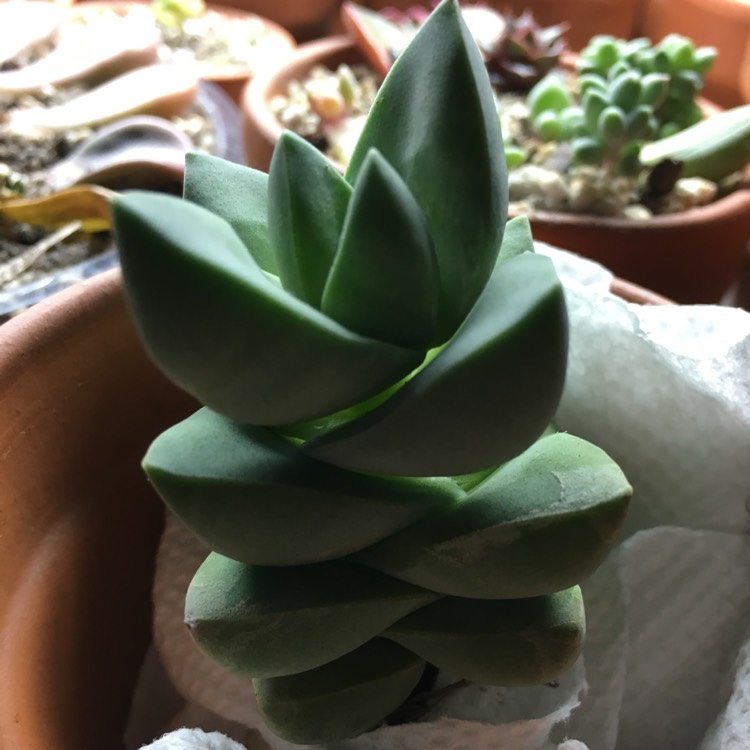 Plant image Crassula 'Moonglow'