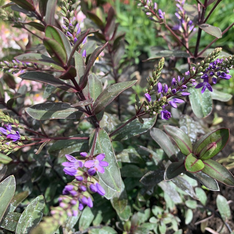 Plant image Hebe 'Burgundy Blush'