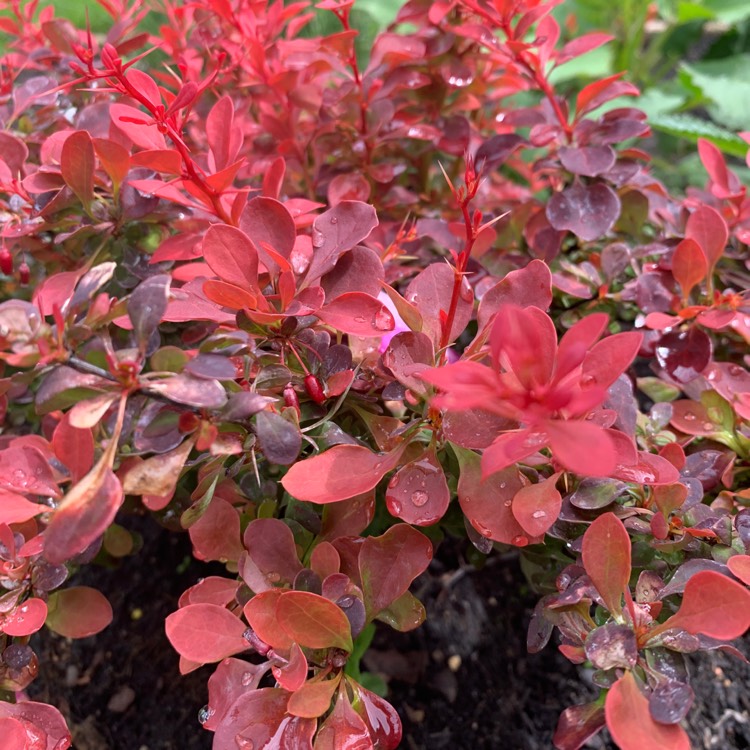 Plant image Berberis thunbergii 'Admiration'