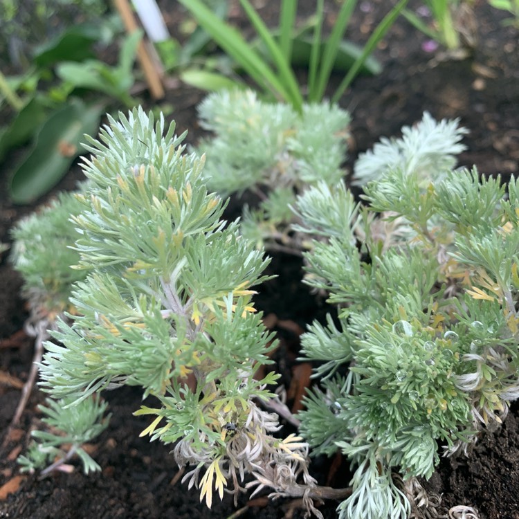 Plant image Artemisia schmidtiana 'Nana'