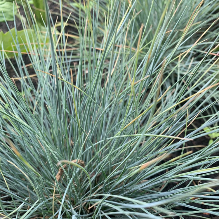 Plant image Festuca glauca 'Elijah Blue'