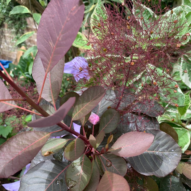 Plant image Cotinus 'Ruby Glow'