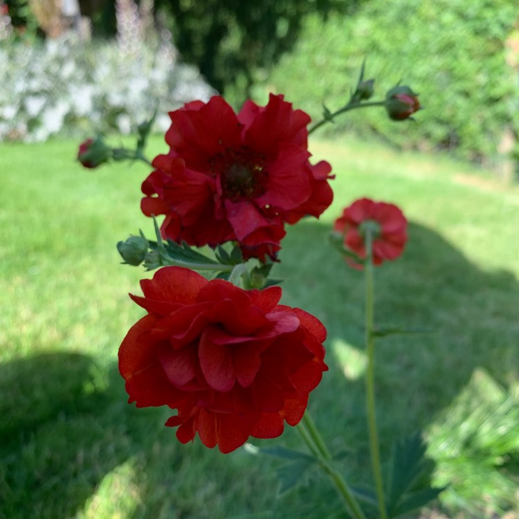 Plant image Geum 'Blazing Sunset'