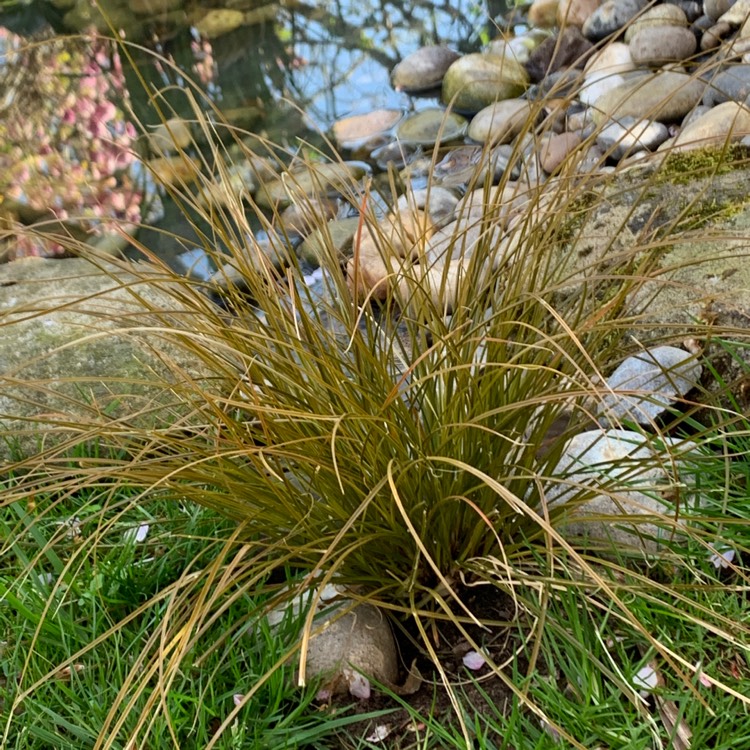 Plant image Carex Testacea